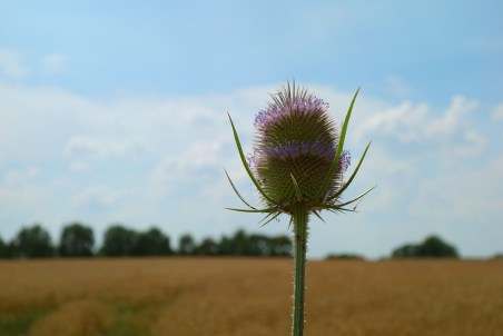 Teasel